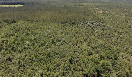 Photo #16 of SOLD property in Off Hwy 210, Garland, NC 656.0 acres