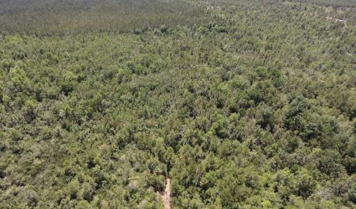 Photo #19 of SOLD property in Off Hwy 210, Garland, NC 656.0 acres