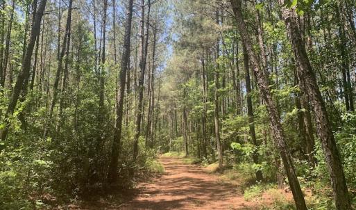 Photo #29 of SOLD property in Off Hwy 210, Garland, NC 656.0 acres