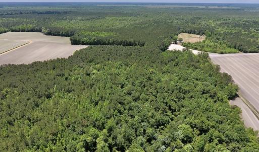 Photo #6 of SOLD property in Off Hwy 210, Garland, NC 656.0 acres