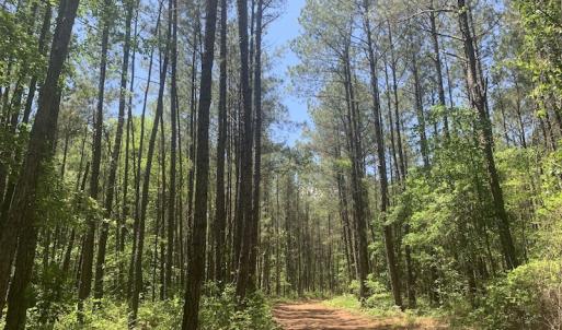 Photo #31 of SOLD property in Off Hwy 210, Garland, NC 656.0 acres
