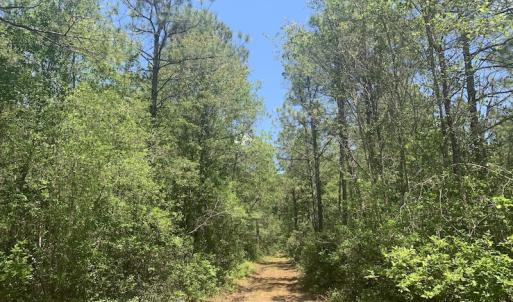 Photo #32 of SOLD property in Off Hwy 210, Garland, NC 656.0 acres