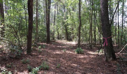 Photo #36 of SOLD property in Off Hwy 210, Garland, NC 656.0 acres