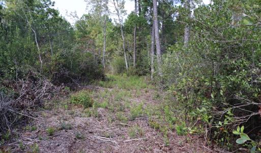 Photo #39 of SOLD property in Off Hwy 210, Garland, NC 656.0 acres