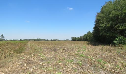 Photo #2 of SOLD property in Off Dawns Drive, Rowland, NC 17.9 acres