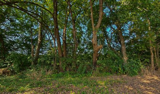 Photo #10 of SOLD property in Off Coles Ferry Road, Nathalie, VA 31.5 acres