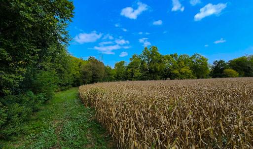 Photo #3 of SOLD property in Off Coles Ferry Road, Nathalie, VA 31.5 acres