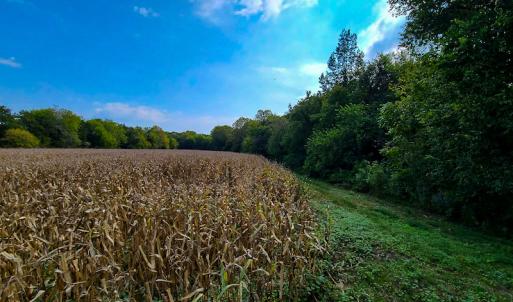 Photo #4 of SOLD property in Off Coles Ferry Road, Nathalie, VA 31.5 acres