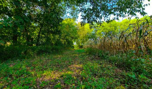 Photo #6 of SOLD property in Off Coles Ferry Road, Nathalie, VA 31.5 acres
