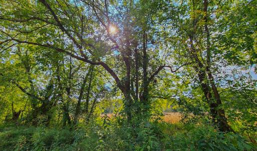 Photo #7 of SOLD property in Off Coles Ferry Road, Nathalie, VA 31.5 acres