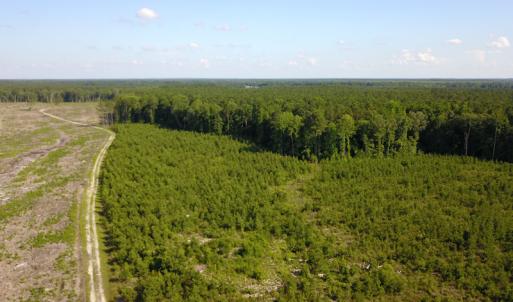 Photo #4 of Off Hwy 258, Como, NC 175.0 acres