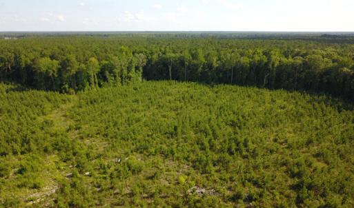 Photo #5 of Off Hwy 258, Como, NC 175.0 acres