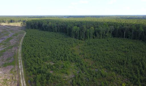 Photo #12 of Off Hwy 258, Como, NC 175.0 acres
