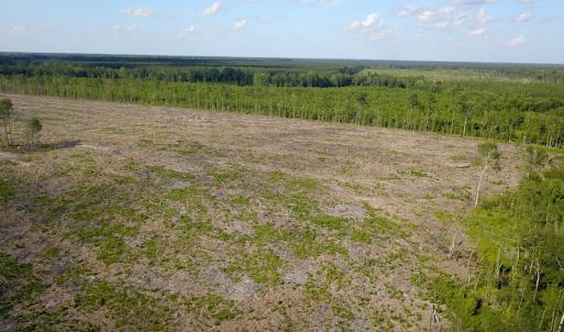Photo #16 of Off Hwy 258, Como, NC 175.0 acres