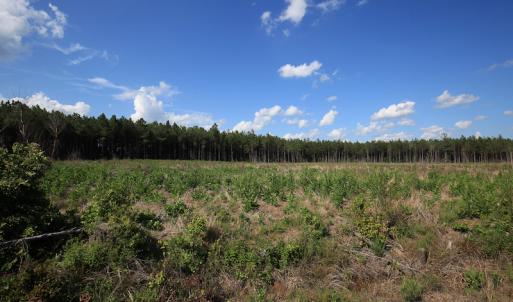 Photo #33 of Off Hwy 258, Como, NC 175.0 acres