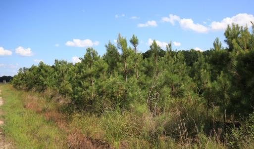 Photo #34 of Off Hwy 258, Como, NC 175.0 acres