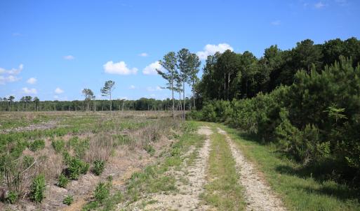 Photo #35 of Off Hwy 258, Como, NC 175.0 acres
