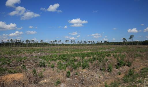 Photo #36 of Off Hwy 258, Como, NC 175.0 acres
