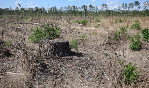 Photo #37 of Off Hwy 258, Como, NC 175.0 acres
