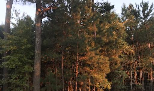 Photo #12 of SOLD property in Off Beaver Dam Road, Waverly, VA 20.0 acres