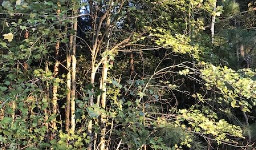 Photo #13 of SOLD property in Off Beaver Dam Road, Waverly, VA 20.0 acres