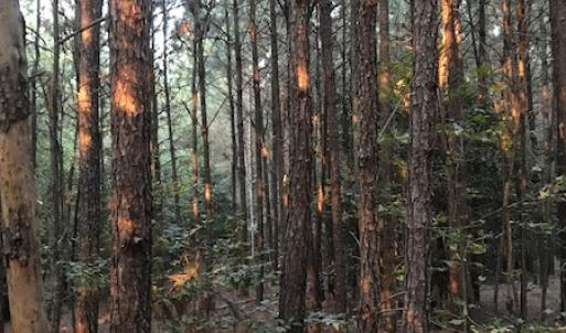 Photo #15 of SOLD property in Off Beaver Dam Road, Waverly, VA 20.0 acres