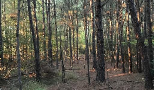 Photo #16 of SOLD property in Off Beaver Dam Road, Waverly, VA 20.0 acres