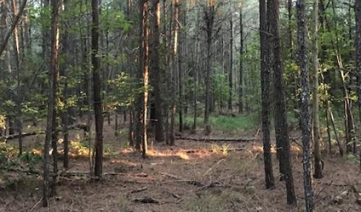 Photo #17 of SOLD property in Off Beaver Dam Road, Waverly, VA 20.0 acres