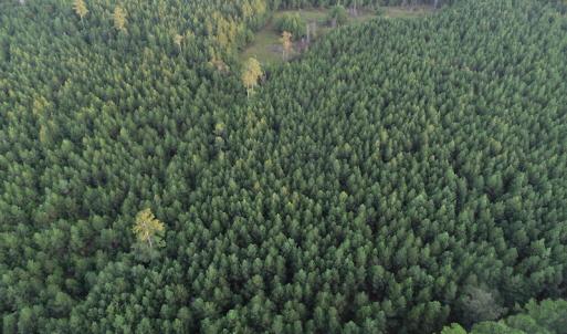 Photo #5 of SOLD property in Off Beaver Dam Road, Waverly, VA 20.0 acres