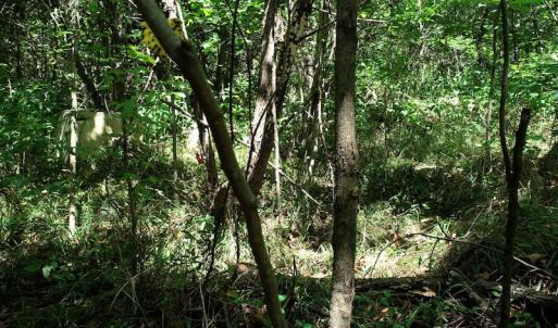 Photo #9 of SOLD property in Off Hightowers Road, Mebane, NC 14.1 acres