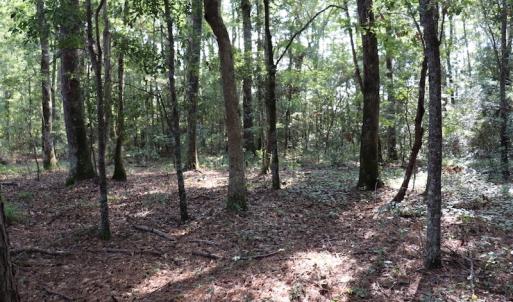 Photo #10 of SOLD property in Off Palmeto Bay Road, Hallsboro, NC 11.7 acres