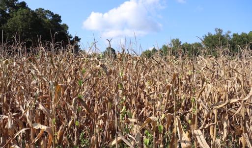 Photo #12 of SOLD property in Off Palmeto Bay Road, Hallsboro, NC 11.7 acres