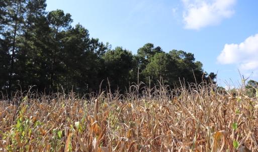 Photo #13 of SOLD property in Off Palmeto Bay Road, Hallsboro, NC 11.7 acres