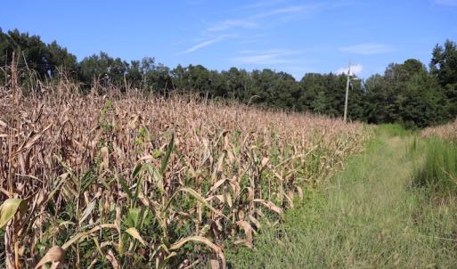 Photo #14 of SOLD property in Off Palmeto Bay Road, Hallsboro, NC 11.7 acres