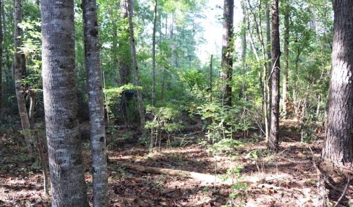 Photo #17 of SOLD property in Off Palmeto Bay Road, Hallsboro, NC 11.7 acres