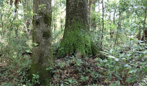 Photo #18 of SOLD property in Off Palmeto Bay Road, Hallsboro, NC 11.7 acres