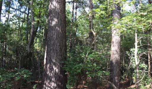 Photo #6 of SOLD property in Off Palmeto Bay Road, Hallsboro, NC 11.7 acres
