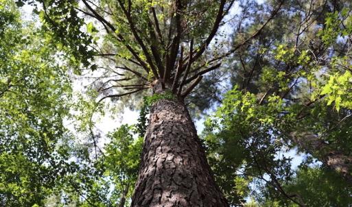 Photo #7 of SOLD property in Off Palmeto Bay Road, Hallsboro, NC 11.7 acres