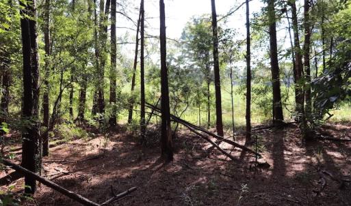 Photo #8 of SOLD property in Off Palmeto Bay Road, Hallsboro, NC 11.7 acres