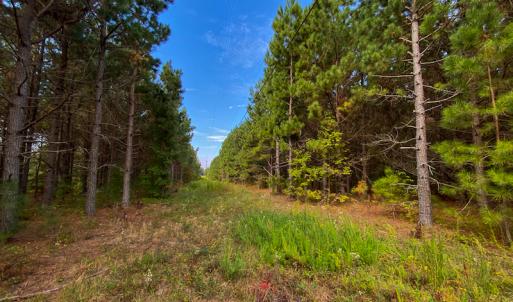 Photo #11 of SOLD property in Off Willie Pace Road, Burlington, NC 13.0 acres