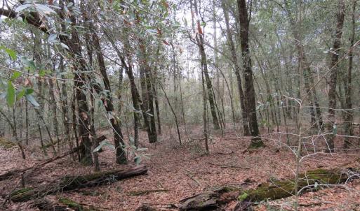 Photo #13 of SOLD property in Off NC Hwy 53 W, White Oak, NC 215.2 acres