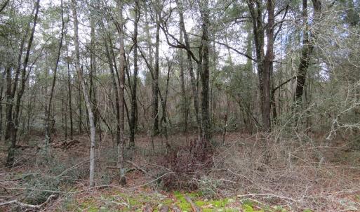 Photo #14 of SOLD property in Off NC Hwy 53 W, White Oak, NC 215.2 acres