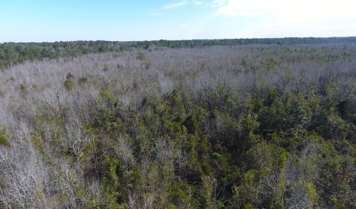 Photo #5 of SOLD property in Off NC Hwy 53 W, White Oak, NC 215.2 acres