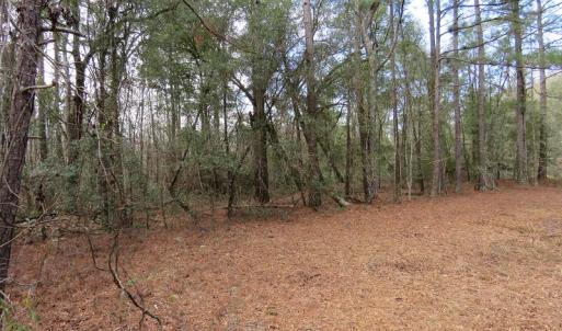 Photo #6 of SOLD property in Off NC Hwy 53 W, White Oak, NC 215.2 acres