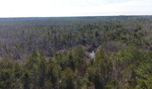 Photo #7 of SOLD property in Off NC Hwy 53 W, White Oak, NC 215.2 acres
