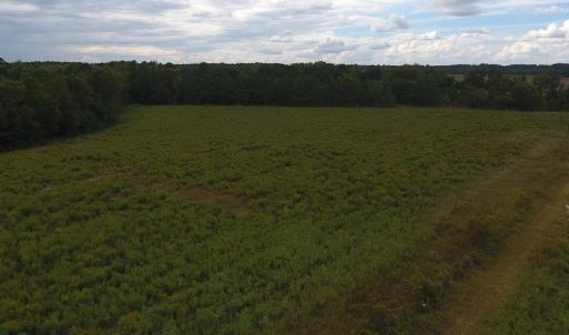 Photo #2 of SOLD property in Off Brayboy Road, Rowland, NC 11.0 acres