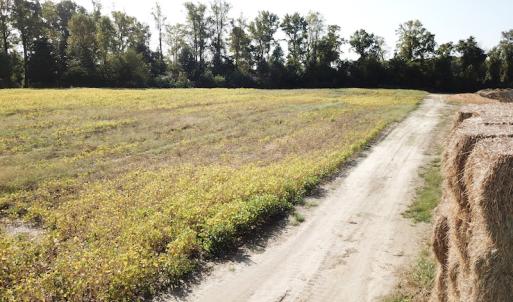 Photo #6 of 1247 Macedonia Road, Edenton, NC 83.0 acres