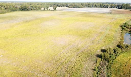 Photo #8 of 1247 Macedonia Road, Edenton, NC 83.0 acres