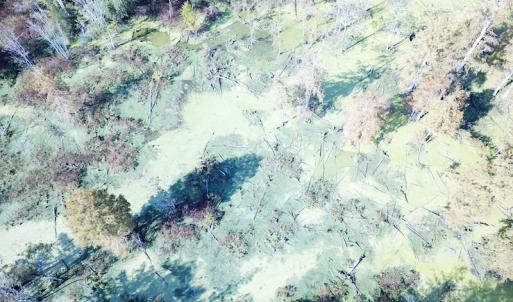 Photo #14 of 1247 Macedonia Road, Edenton, NC 83.0 acres