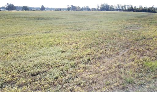 Photo #29 of 1247 Macedonia Road, Edenton, NC 83.0 acres